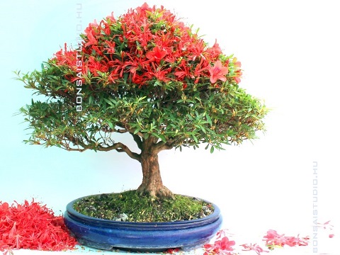 bonsai virag metszese egy azalea bonsairol